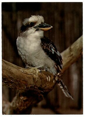 Kookaburra Bird ~ Giant Kingfisher ~ Australia And New Guinea ~ Postcard Sku185